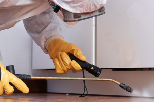 Messie Schädlingsbekämpfung Schwerin